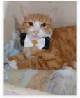 SIMBA
