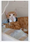 SIMBA