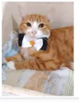 SIMBA