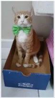 SIMBA
