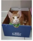 SIMBA
