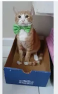 SIMBA
