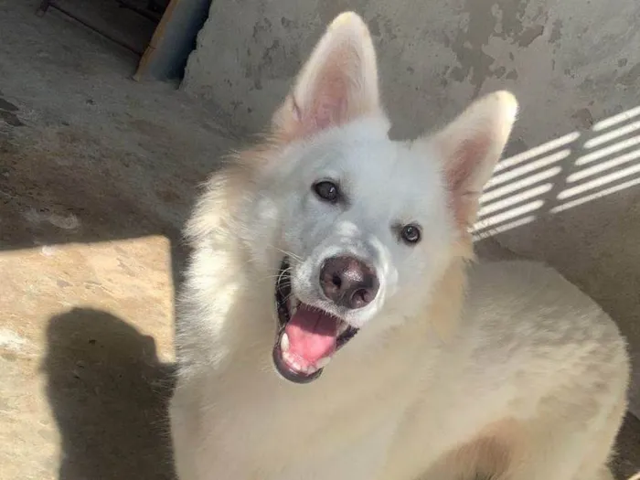 Cachorro ra a Pastor Alemão idade 2 anos nome Thor