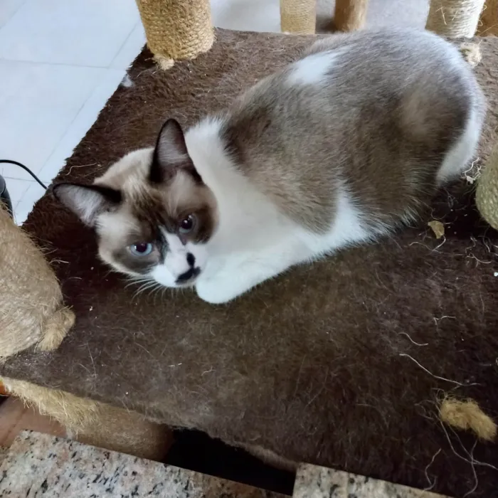 Gato ra a SRD-ViraLata idade 7 a 11 meses nome Amanda bb10meses muito dócil 