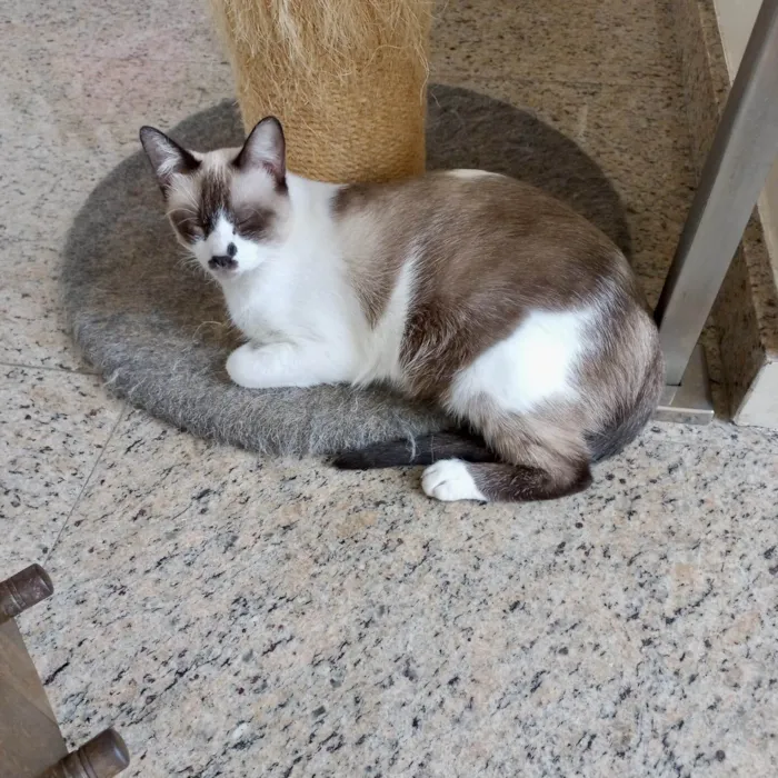 Gato ra a SRD-ViraLata idade 7 a 11 meses nome Amanda bb10meses muito dócil 