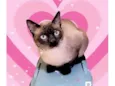 Pudim bb10meses um FOFO