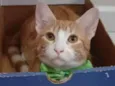 SIMBA
