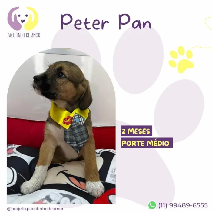 Cachorro ra a SRD-ViraLata idade 2 a 6 meses nome Peter pan