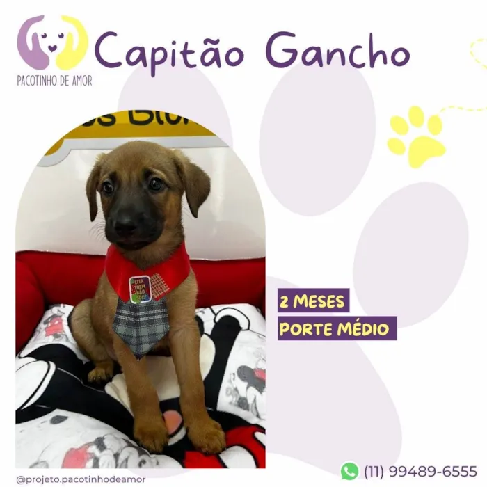 Cachorro ra a SRD-ViraLata idade 2 a 6 meses nome Capitão Gancho 