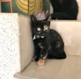 Milky bb2meses Linda e muito boazinha