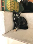 Milky bb2meses Linda e muito boazinha