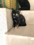 Milky bb2meses Linda e muito boazinha