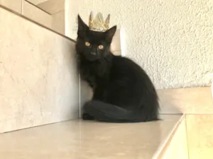 Gato raça SRD-ViraLata idade 2 a 6 meses nome Nescau bb2meses pelo longo 