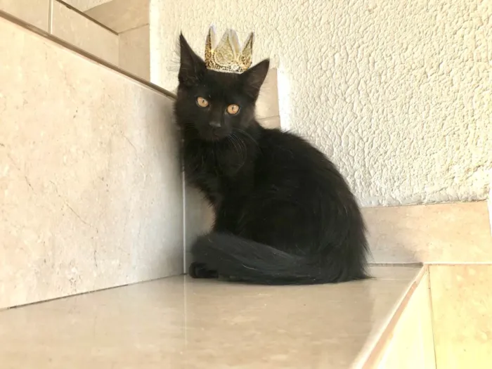 Gato ra a SRD-ViraLata idade 2 a 6 meses nome Nescau bb2meses pelo longo 