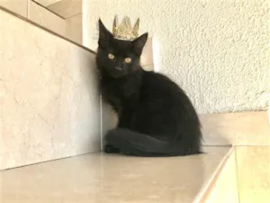 Gato raça SRD-ViraLata idade 2 a 6 meses nome Nescau bb2meses pelo longo 