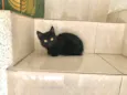 Nescau bb2meses pelo longo