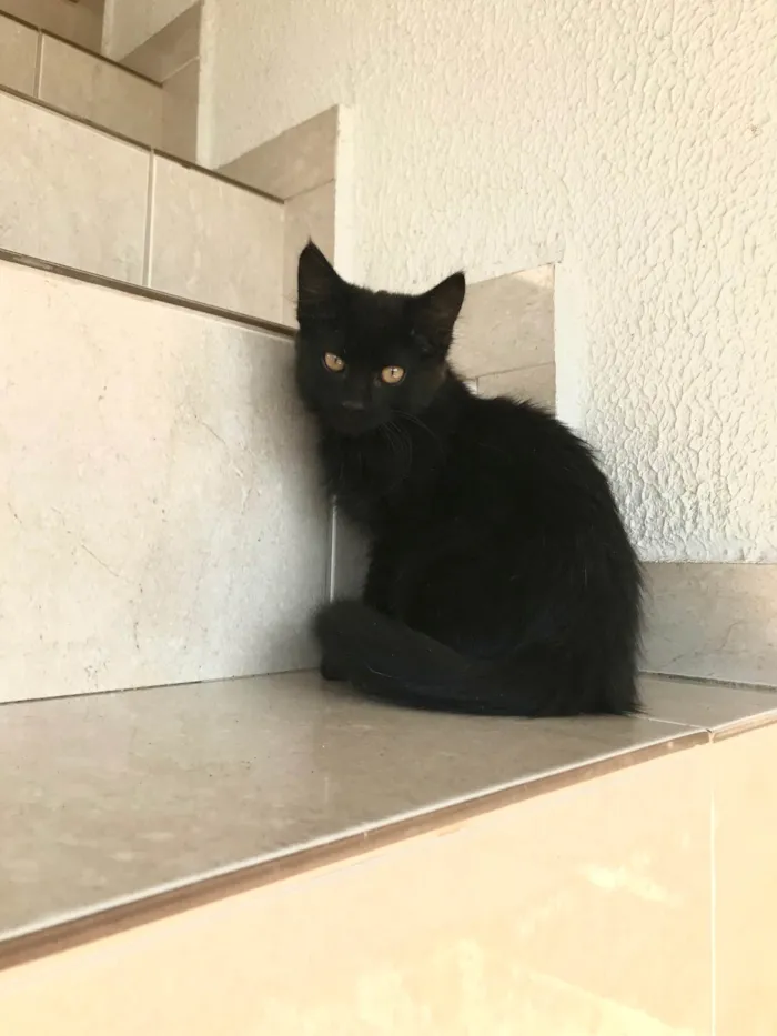 Gato ra a SRD-ViraLata idade 2 a 6 meses nome Nescau bb2meses pelo longo 