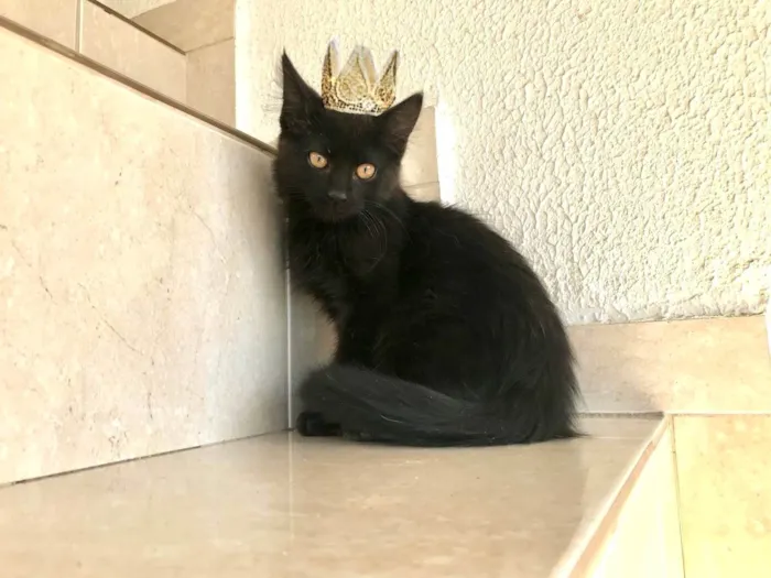 Gato ra a SRD-ViraLata idade 2 a 6 meses nome Nescau bb2meses pelo longo 