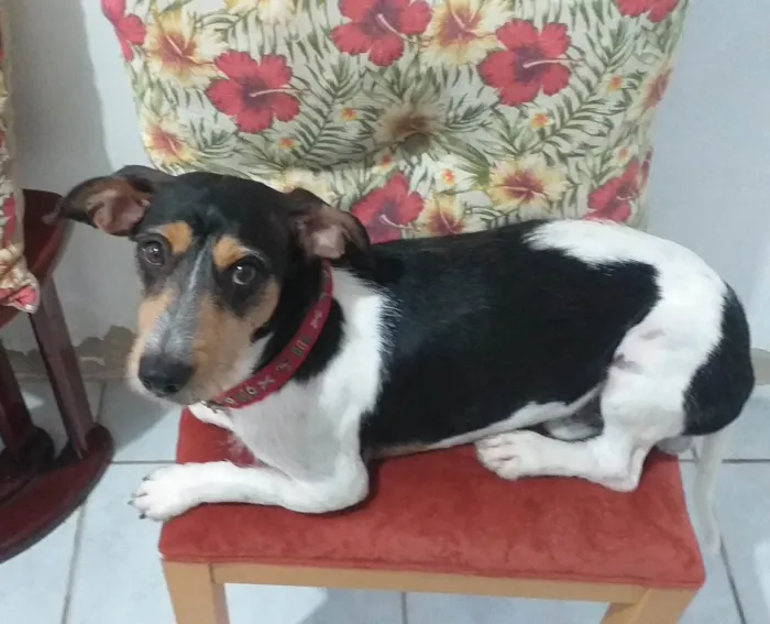 Cachorro ra a SRD-ViraLata idade 3 anos nome Dog