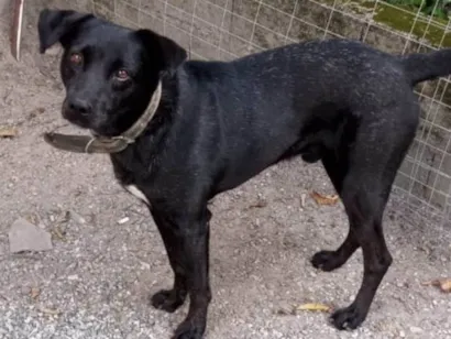 Cachorro raça SRD-ViraLata idade 3 anos nome Negão 