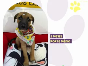 Cachorro raça SRD-ViraLata idade 2 a 6 meses nome Sininho 