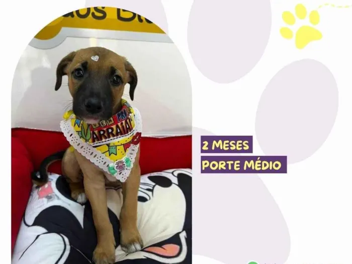 Cachorro ra a SRD-ViraLata idade 2 a 6 meses nome Sininho 