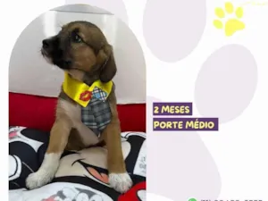 Cachorro raça SRD-ViraLata idade 2 a 6 meses nome Peter pan