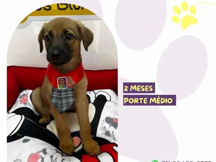 Cachorro ra a SRD-ViraLata idade 2 a 6 meses nome Capitão Gancho 