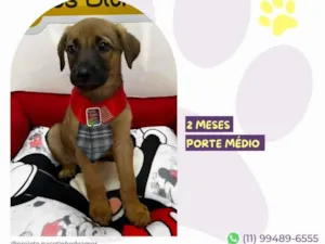 Cachorro raça SRD-ViraLata idade 2 a 6 meses nome Capitão Gancho 