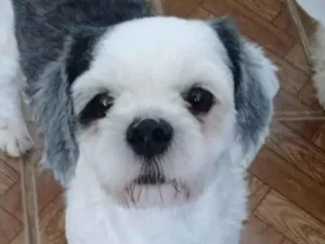 Cachorro raça Shitzu idade 1 ano nome Thor 