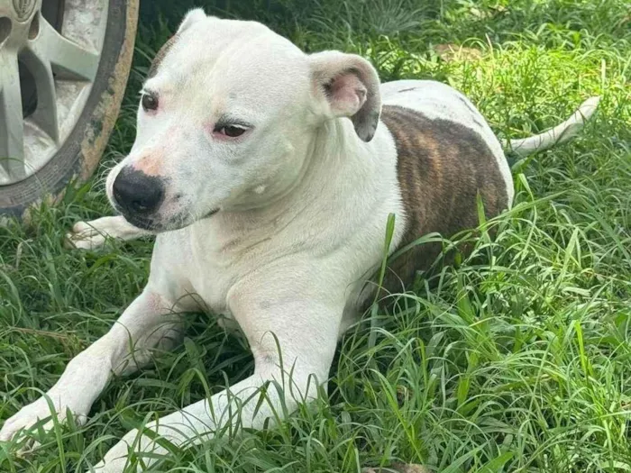 Cachorro ra a Pit-Bull idade 2 anos nome Theo 