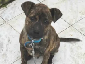 Cachorro raça SRD-ViraLata idade 2 a 6 meses nome Chico