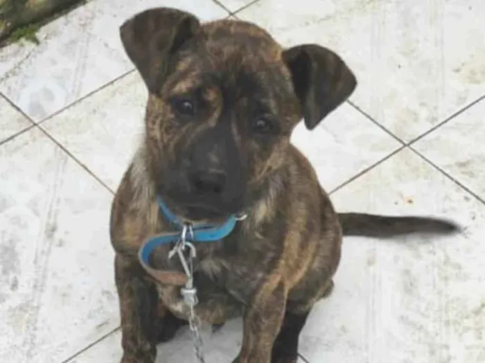 Cachorro ra a SRD-ViraLata idade 2 a 6 meses nome Chico