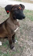 Juju