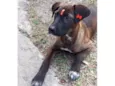 Juju