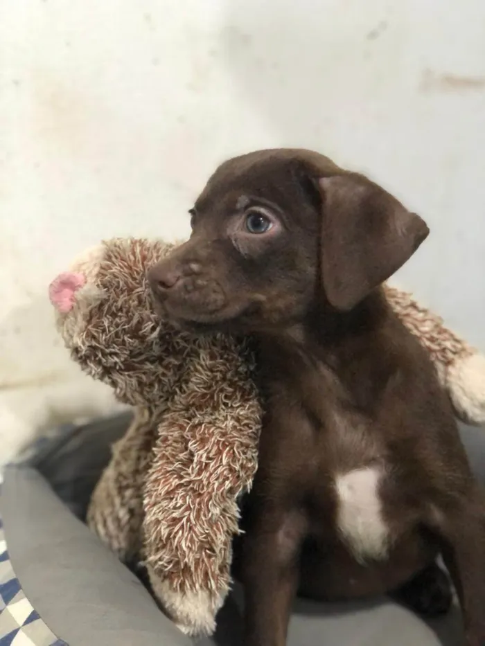 Cachorro ra a SRD-ViraLata idade 2 a 6 meses nome Argentina 