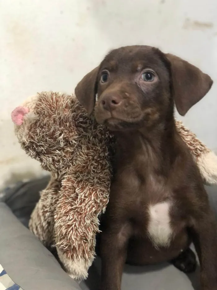 Cachorro ra a SRD-ViraLata idade 2 a 6 meses nome Argentina 