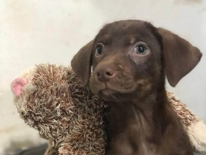 Cachorro ra a SRD-ViraLata idade 2 a 6 meses nome Argentina 