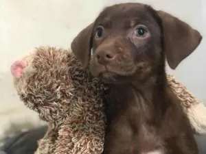 Cachorro raça SRD-ViraLata idade 2 a 6 meses nome Argentina 