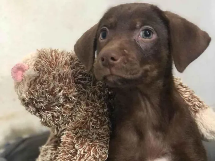 Cachorro ra a SRD-ViraLata idade 2 a 6 meses nome Argentina 