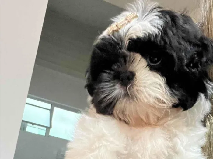 Cachorro ra a SRD-ViraLata idade 2 a 6 meses nome Dog 