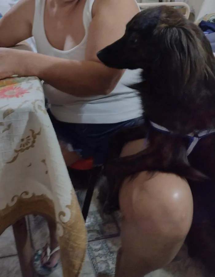 Cachorro ra a SRD-ViraLata idade 2 anos nome Tutu