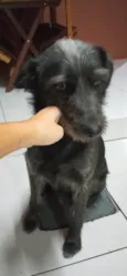 Ameixa