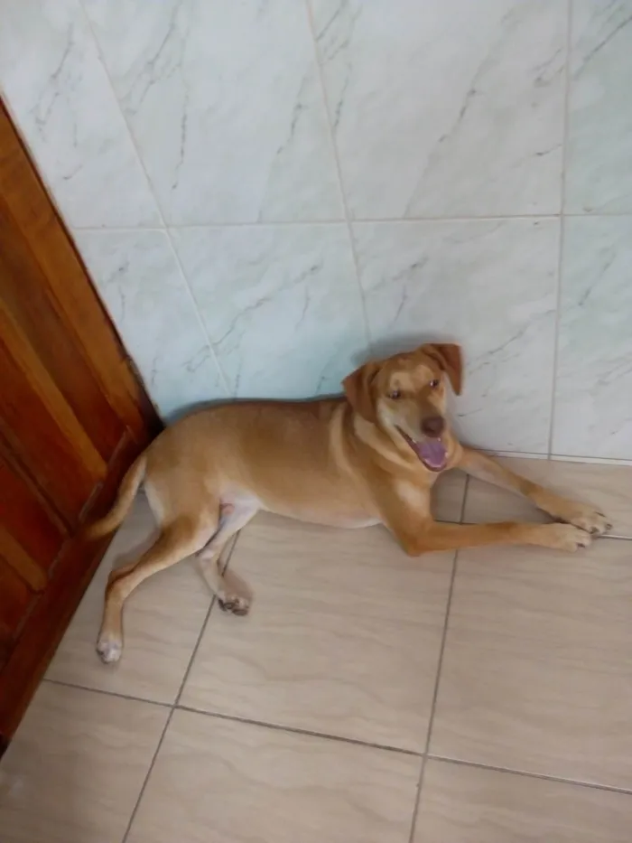 Cachorro ra a SRD-ViraLata idade 7 a 11 meses nome Max