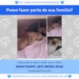 Cachorrinho