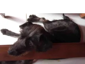 Cachorro raça SRD-ViraLata idade 1 ano nome Ameixa