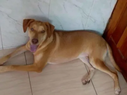 Cachorro raça SRD-ViraLata idade 7 a 11 meses nome Max