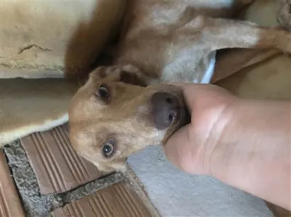 Cachorro raça SRD-ViraLata idade 2 anos nome Sem nome 