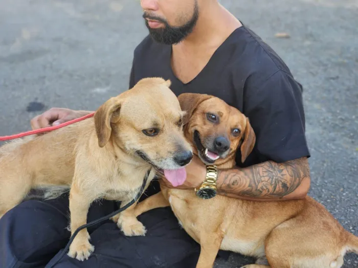 Cachorro ra a Basset-Cofap idade 1 ano nome Audi