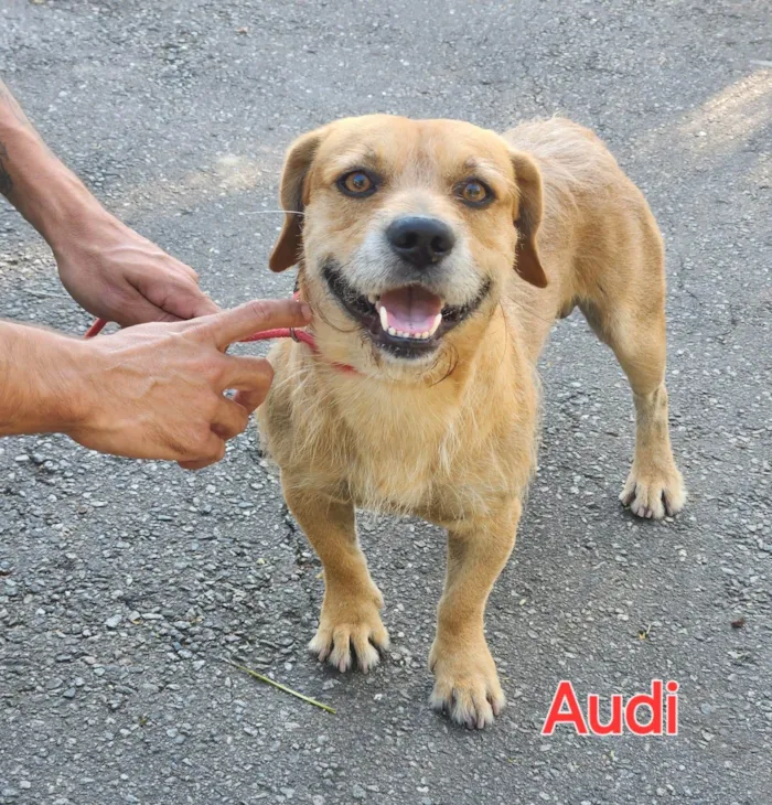 Cachorro ra a Basset-Cofap idade 1 ano nome Audi